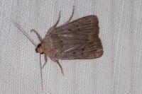 Amphipyra tragopoginis