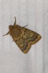 Dasypolia templi