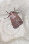 Xestia xanthographa