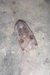 Noctua pronuba