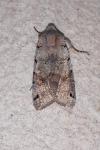Anchoscelis litura