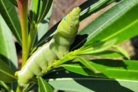 Daphnis nerii