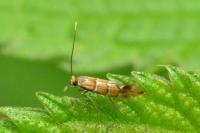 Phyllonorycter klemannella