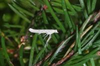 Povolnya leucapennella