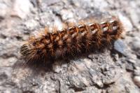 Acronicta rumicis