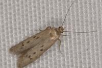 Hypatopa binotella