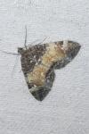 Dysstroma truncata