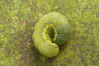 Lacanobia oleracea