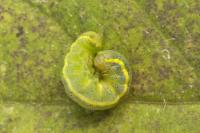 Lacanobia oleracea