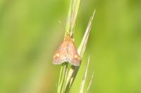 Pyrausta aurata