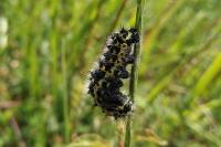 Saturnia pavonia