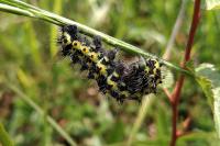 Saturnia pavonia