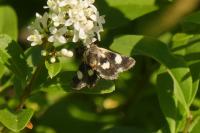 Eurrhypis pollinalis