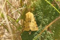 Diacrisia purpurata
