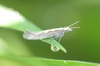 Plutella xylostella