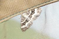 Epirrhoe alternata
