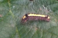Acronicta psi