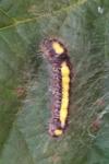 Acronicta psi