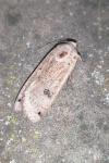 Noctua pronuba