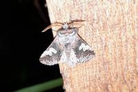 Diloba caeruleocephala