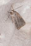 Xestia xanthographa