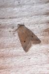 Leptologia lota