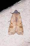 Agrochola lychnidis