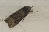 Agrotis ipsilon