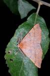 Colotois pennaria