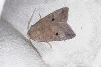 Leptologia lota