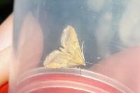 Endotricha flammealis