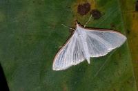 Palpita vitrealis