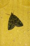 Chloroclysta siterata
