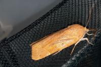 Noctua fimbriata