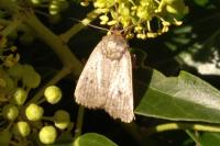 Amphipyra tragopoginis