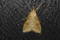 Udea ferrugalis