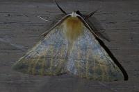 Colotois pennaria