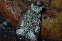 Allophyes oxyacanthae