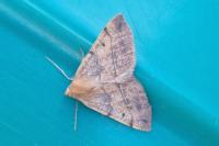 Colotois pennaria
