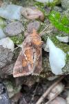 Chrysodeixis chalcites