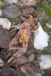 Chrysodeixis chalcites