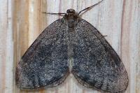 Operophtera brumata