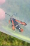 Pyropteron chrysidiforme