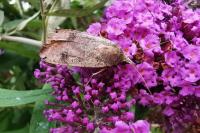 Noctua pronuba
