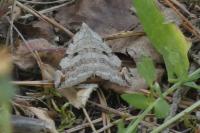 Aplocera