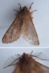 Ptilophora plumigera