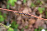 Trichiura crataegi