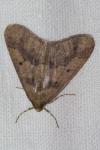 Erannis defoliaria