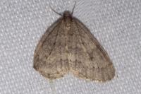 Operophtera brumata