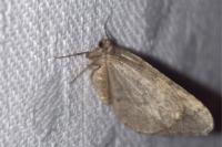 Operophtera brumata